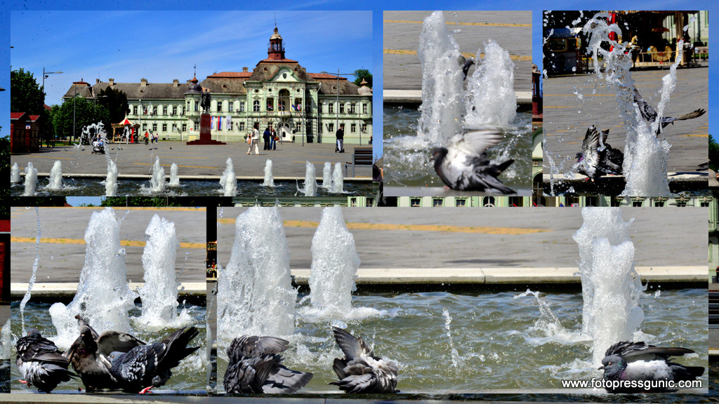 PASJE VRUĆINE-ZRENJANIN MEĐU NAJTOPLIJIM GRADOVIMA