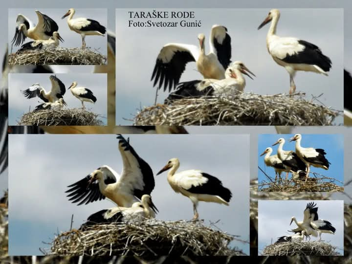 TARAŠ-EVROPSKO SELO RODA